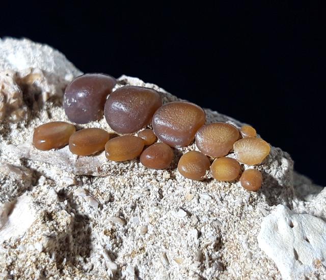 Phacodus punctatus (DIXON 1850) - Bild © FossNet FossilienStore